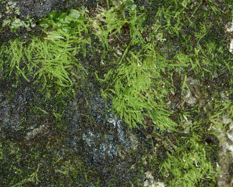 Myurella sibirica